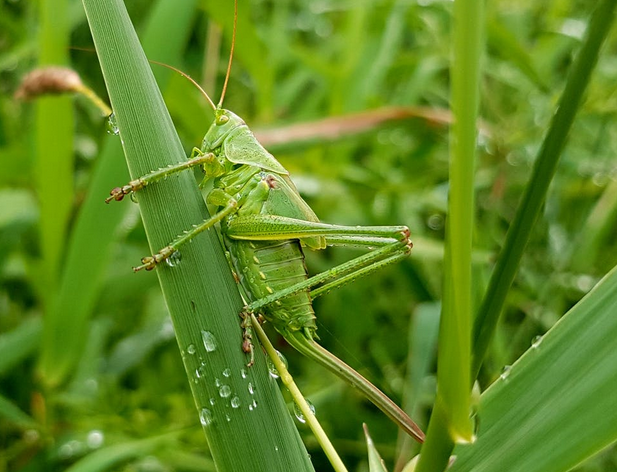 grasshopper