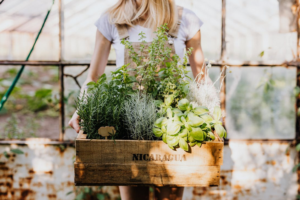 herbs